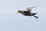 Image. Northern Giant Petrel
