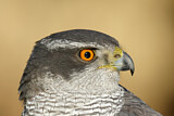 Image. Northern Goshawk