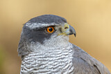 Image. Northern Goshawk