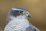 Image. Northern Goshawk