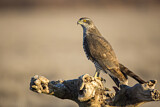 Image. Northern Goshawk