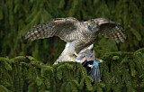 Image. Northern Goshawk