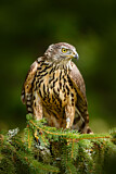 Image. Northern Goshawk