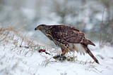 Image. Northern Goshawk