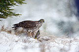 Image. Northern Goshawk