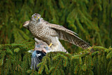 Image. Northern Goshawk