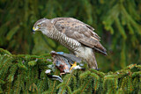 Image. Northern Goshawk