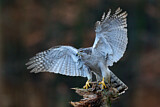 Image. Northern Goshawk