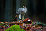 Image. Northern Goshawk