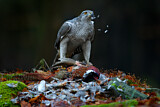 Image. Northern Goshawk