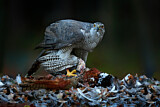 Image. Northern Goshawk