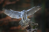 Image. Northern Goshawk