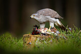 Image. Northern Goshawk