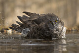 Image. Northern Goshawk