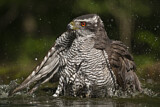 Image. Northern Goshawk