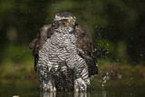 Image. Northern Goshawk