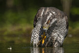 Image. Northern Goshawk