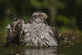 Image. Northern Goshawk