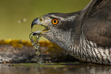 Image. Northern Goshawk