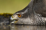 Image. Northern Goshawk