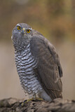 Image. Northern Goshawk