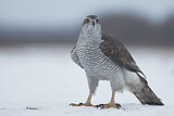 Image. Northern Goshawk