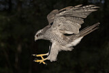 Image. Northern Goshawk