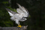 Image. Northern Goshawk