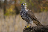 Image. Northern Goshawk