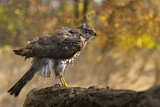 Image. Northern Goshawk