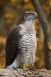 Image. Northern Goshawk