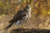 Image. Northern Goshawk