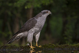 Image. Northern Goshawk