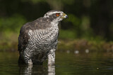 Image. Northern Goshawk