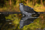 Image. Northern Goshawk