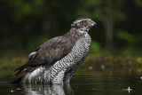 Image. Northern Goshawk