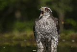 Image. Northern Goshawk