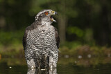 Image. Northern Goshawk