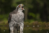 Image. Northern Goshawk