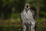 Image. Northern Goshawk
