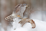 Image. Northern Goshawk
