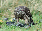 Image. Northern Goshawk