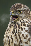 Image. Northern Goshawk