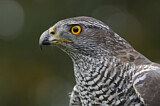 Image. Northern Goshawk