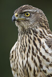 Image. Northern Goshawk