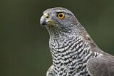 Image. Northern Goshawk