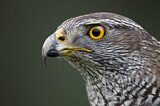 Image. Northern Goshawk