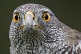 Image. Northern Goshawk