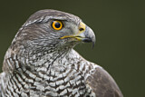 Image. Northern Goshawk