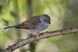 Image. Northern Grey-headed Sparrow